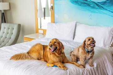 Pet-friendly amenities