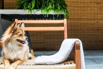 Pet-friendly