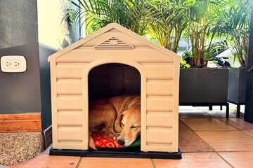 Pet-friendly