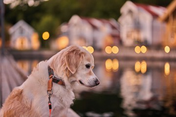 Pet-friendly