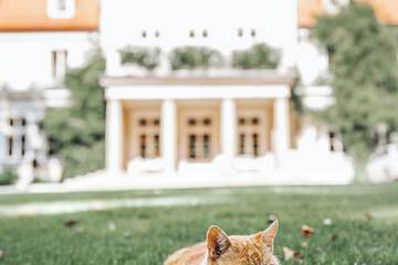 Pet-friendly