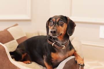 Pet-friendly amenities