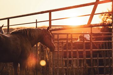 Horseback riding