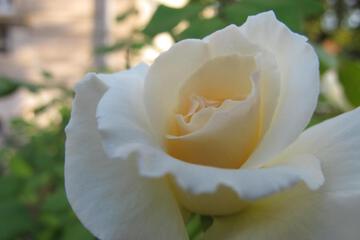 Photo 55