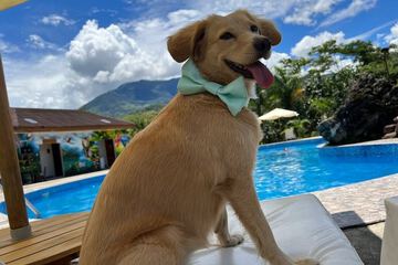Pet-friendly