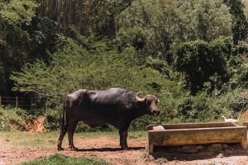 Game viewing