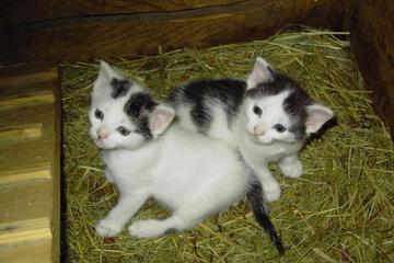 Photo 20