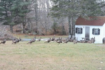 Game viewing