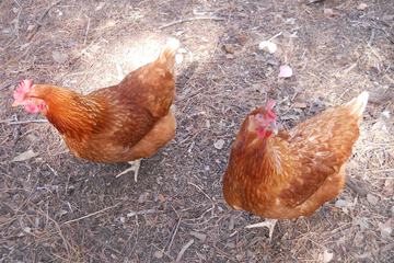 Children's activities