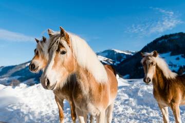 Horseback riding