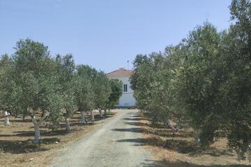 Photo 38