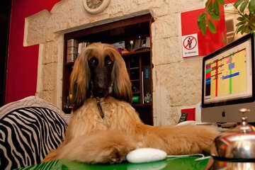 Pet-friendly