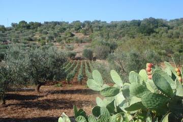 Land view from property