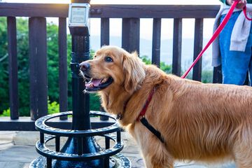 Pet-friendly