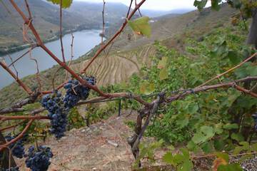 Vineyard