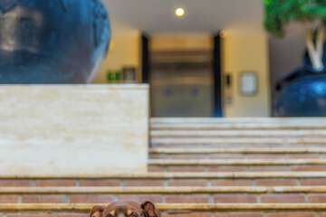 Pet-friendly