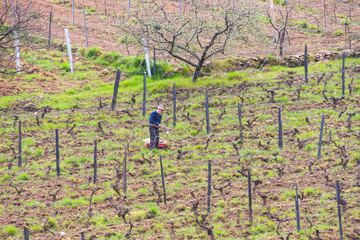 Vineyard