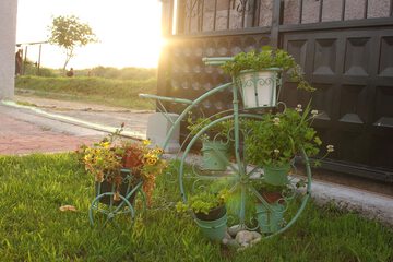 Garden view