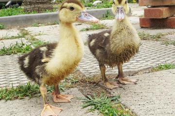 Photo 73