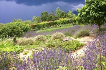 Vineyard