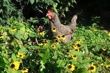 Property Grounds 86 of 87