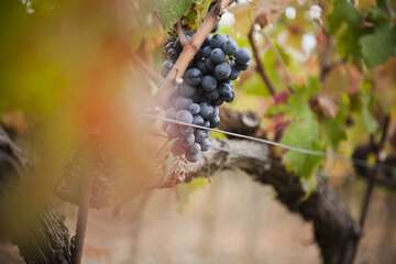 Winery