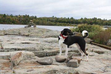 Pet-friendly