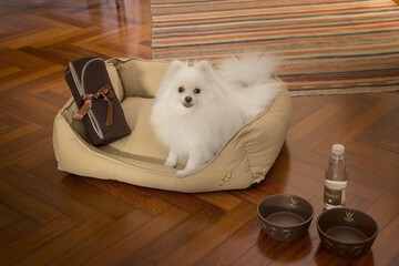 Pet-friendly