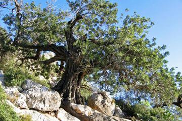 Photo 35