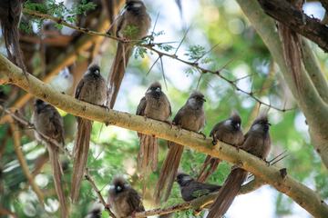 Game viewing