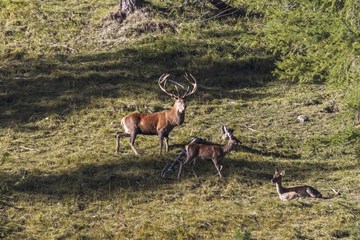 Game viewing