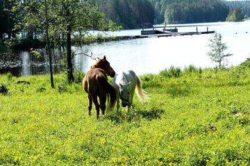 Horseback riding