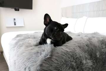 Pet Friendly 79 of 83