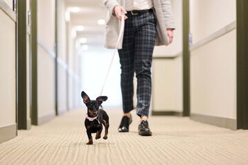 Pet-friendly