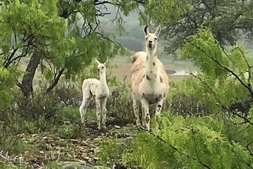 Game viewing