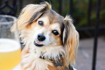 Pet-friendly amenities