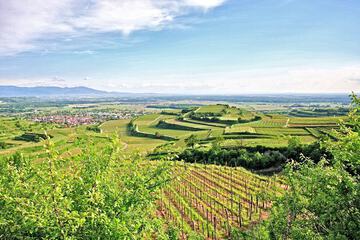 Vineyard