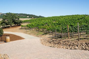 Vineyard
