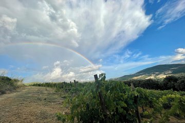 Vineyard