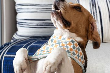 Pet-friendly