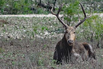 Game viewing