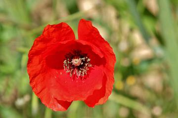 Photo 71