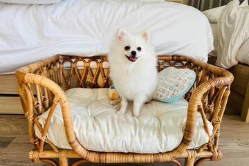 Pet-friendly