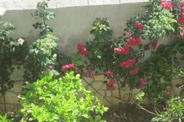 Photo 36