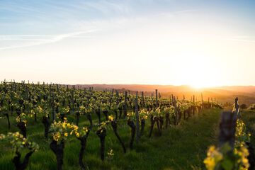 Vineyard