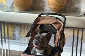 Pet-friendly