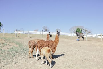 Game viewing