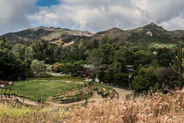 Vineyard