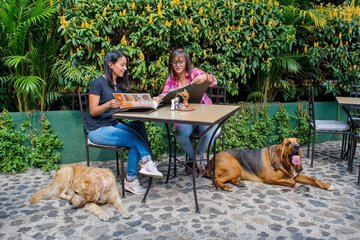Pet-friendly