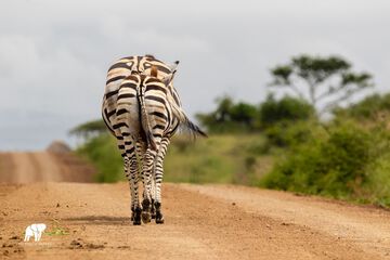 Game drive